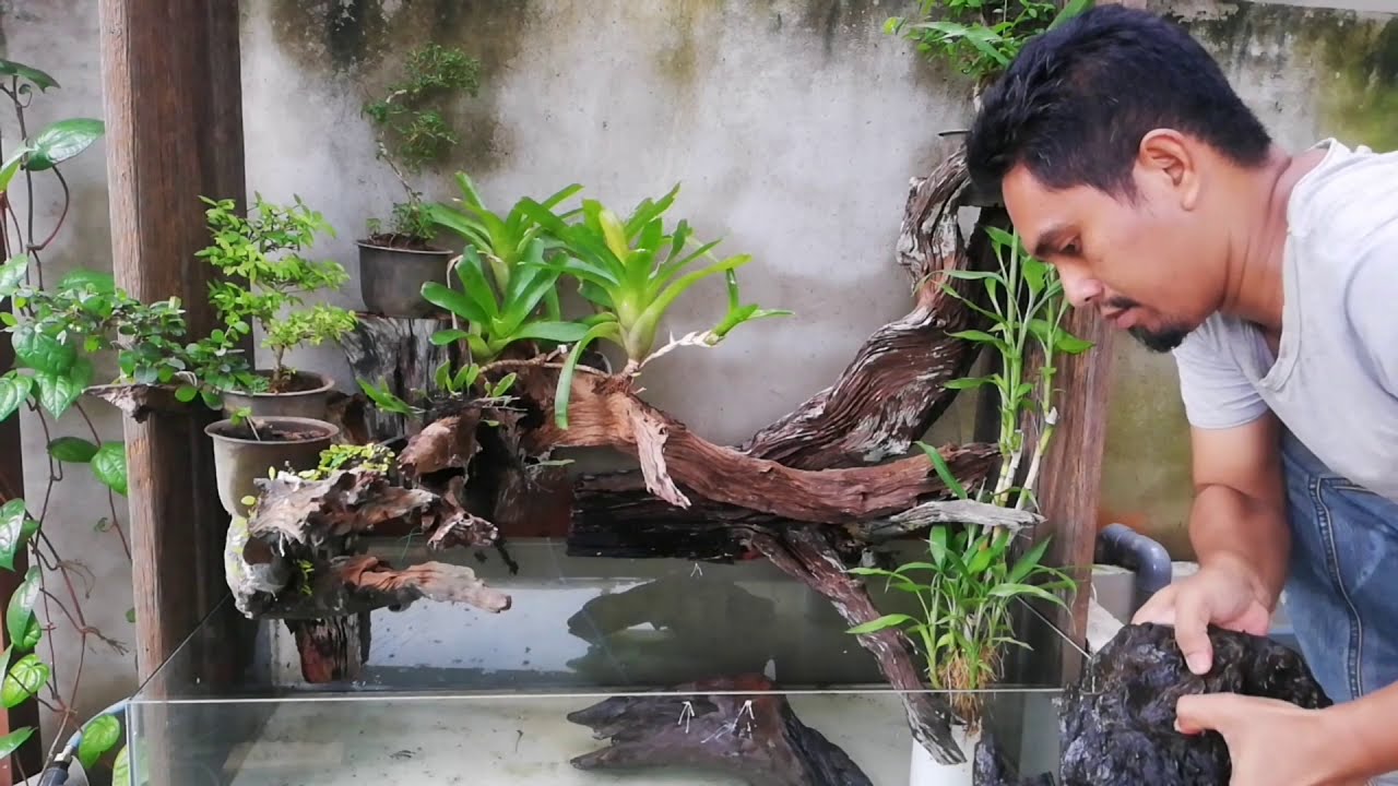 Makeover Kolam Koi Part 1 |Paludarium