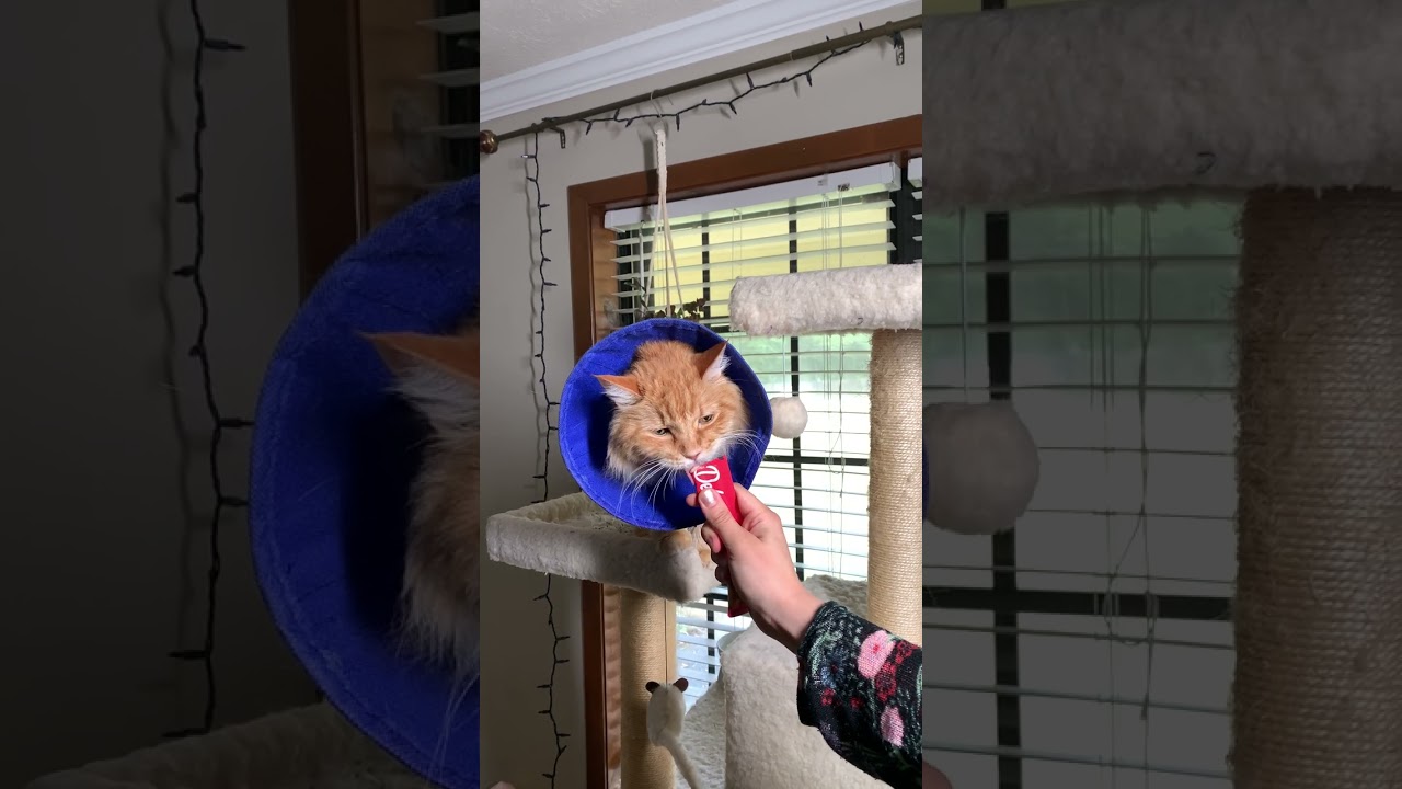 These Wet Treats Brought My Inappetent Cat Back to Life! #cattreats #catlover #bestcat