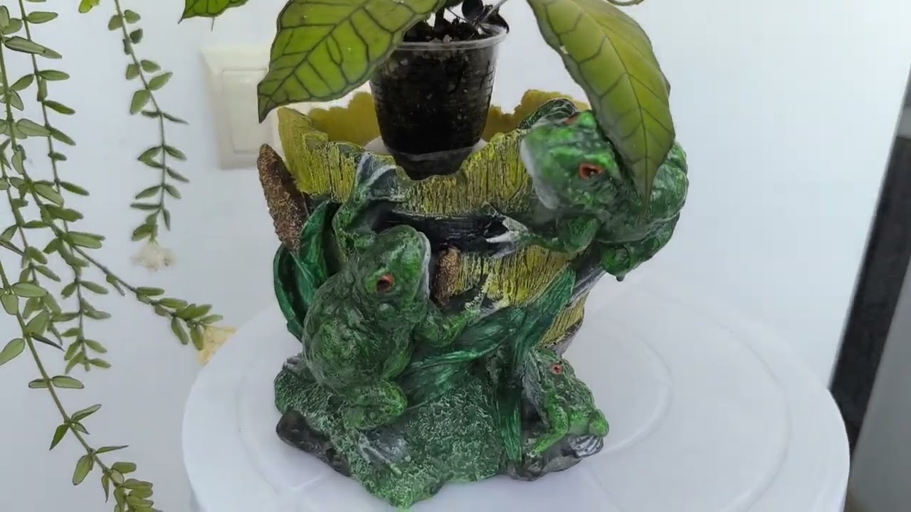 Все мои хойи!
