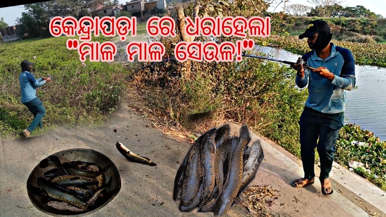 କେନ୍ଦ୍ରାପଡ଼ା re ଧରା ହେଲା  ମାଳ ମାଳ ଶେଉଳ ମାଛ!#odishafisherman #odishafishing