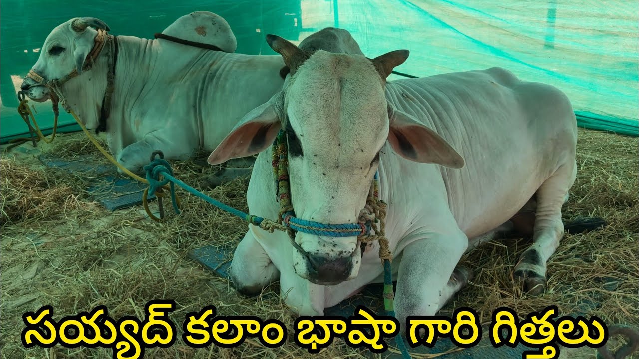 రెంటచింతల సీనియర్స్ విభాగానికి వచ్చిన గిత్తలు.. సయ్యద్ కలాం భాషా గారు.. పెసర వాయి గ్రామం గడివేముల 