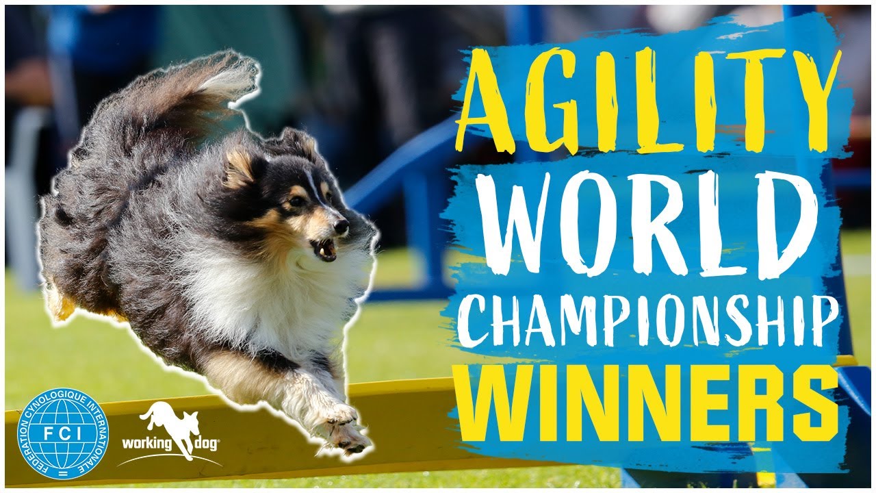 FCI Agility World Championship 2022 // Winners in Individual
