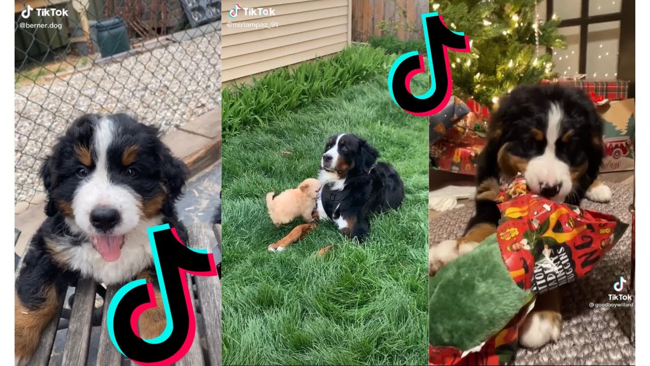 😍 Funny and Cute Bernese Mountain Dog and Puppies Videos 😂
