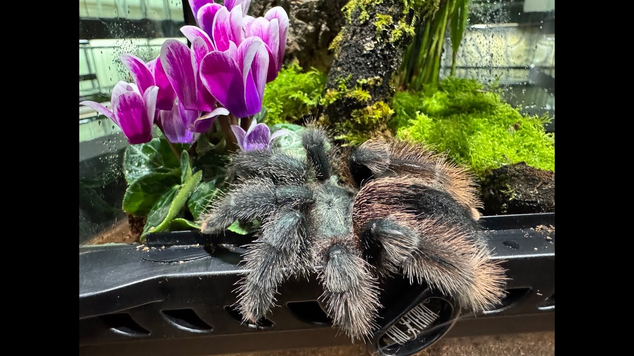 Avicularia avicularia, Guyana Pinktoe  rehouse and care