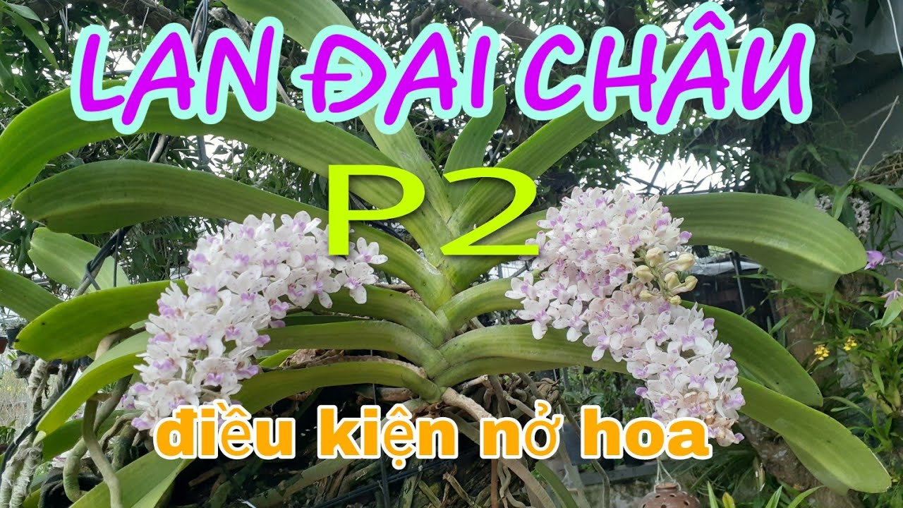 LAN ĐAI CHÂU        điều kiện ra hoa Tết
