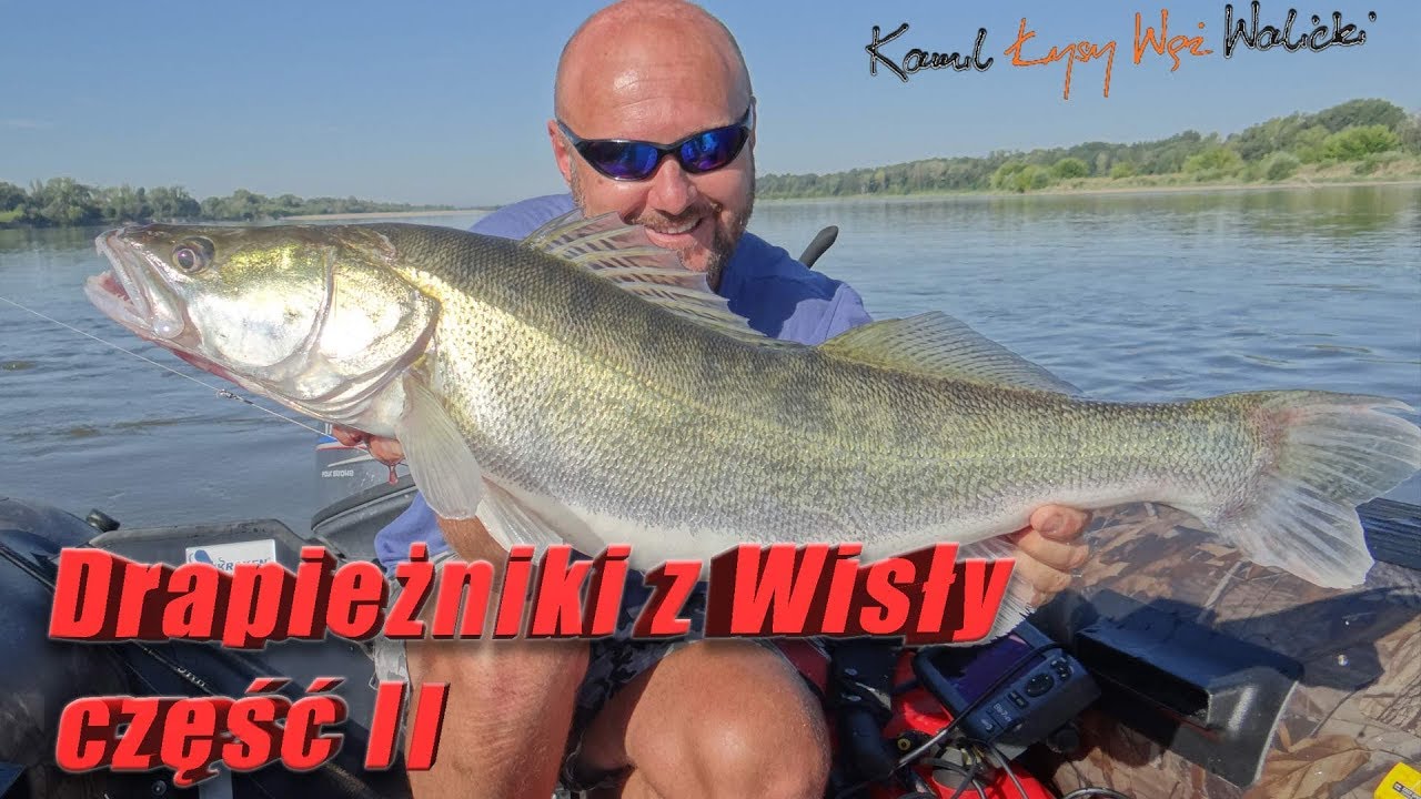 SANDACZ, SUM, BOLEŃ z Wisły - Wiślane drapieżniki - łowienie na przykosach cz 2 / #002