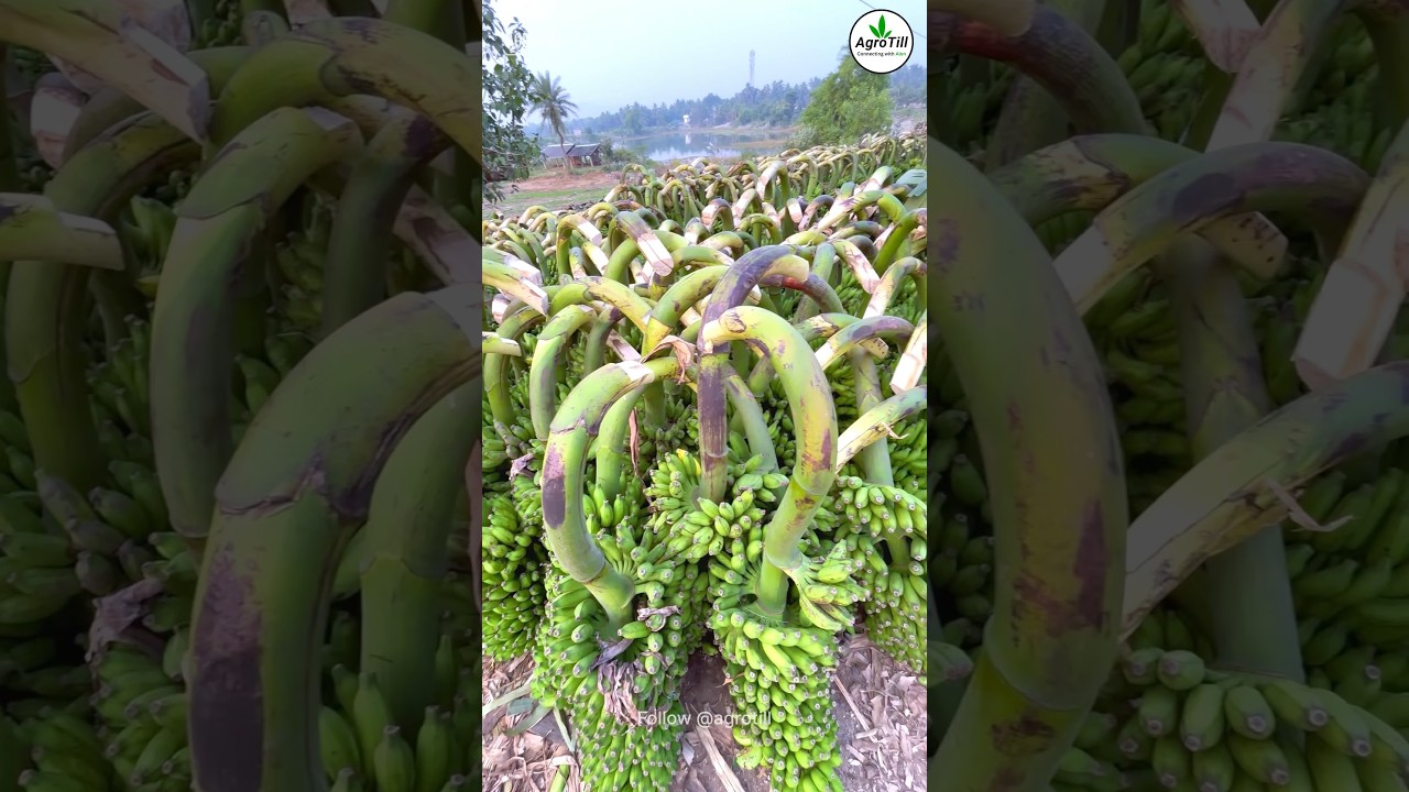 How Banana 🍌 Trade To Odisha from Andhra 🚚 #agribuisness #farming