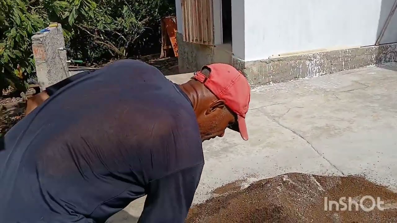 ASSIM  AS MUDAS DE CACAU  VEM COM  FORÇA 