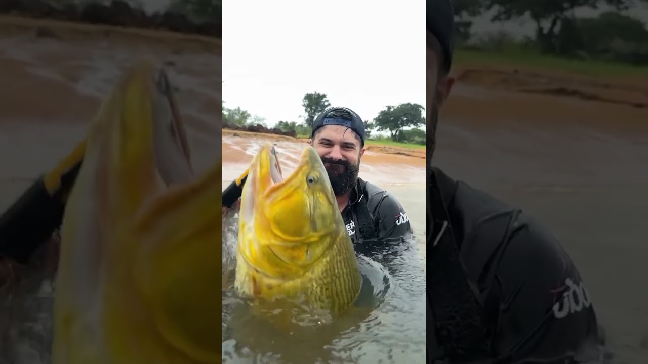 The king of south american rivers! Dourado, o rei do rio! 