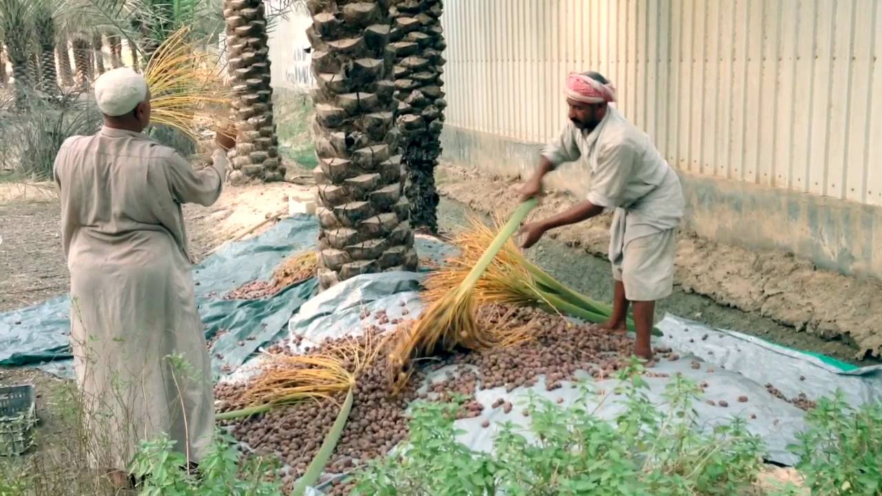 جني التمر(الصرام)..Vlog-7