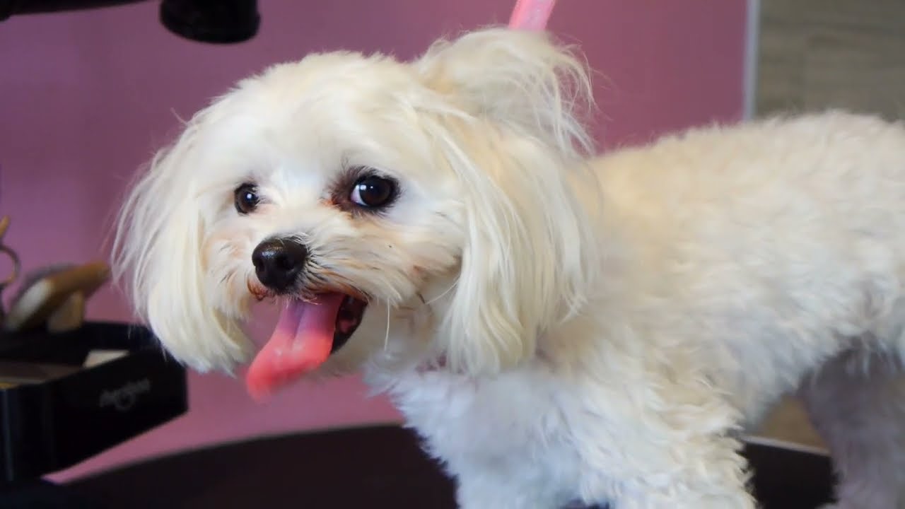 Maltese Head Grooming with Matted Ears