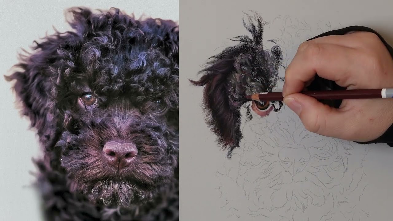 How to draw an Italian Water Dog (Lagotto Romagnolo) Puppy in soft pastels - timelapse - part one