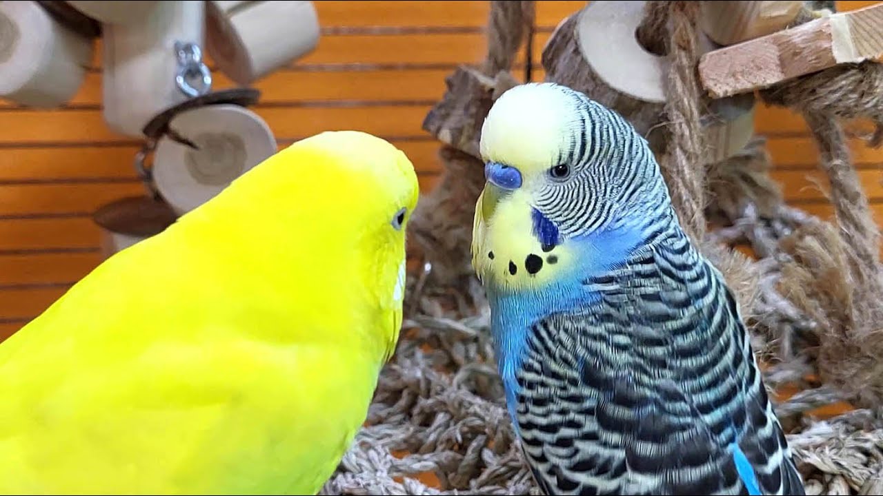 budgie sounds for relaxation