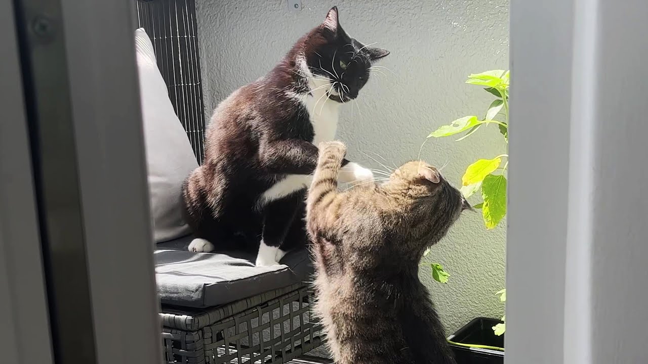 Goofy cat bros play fight