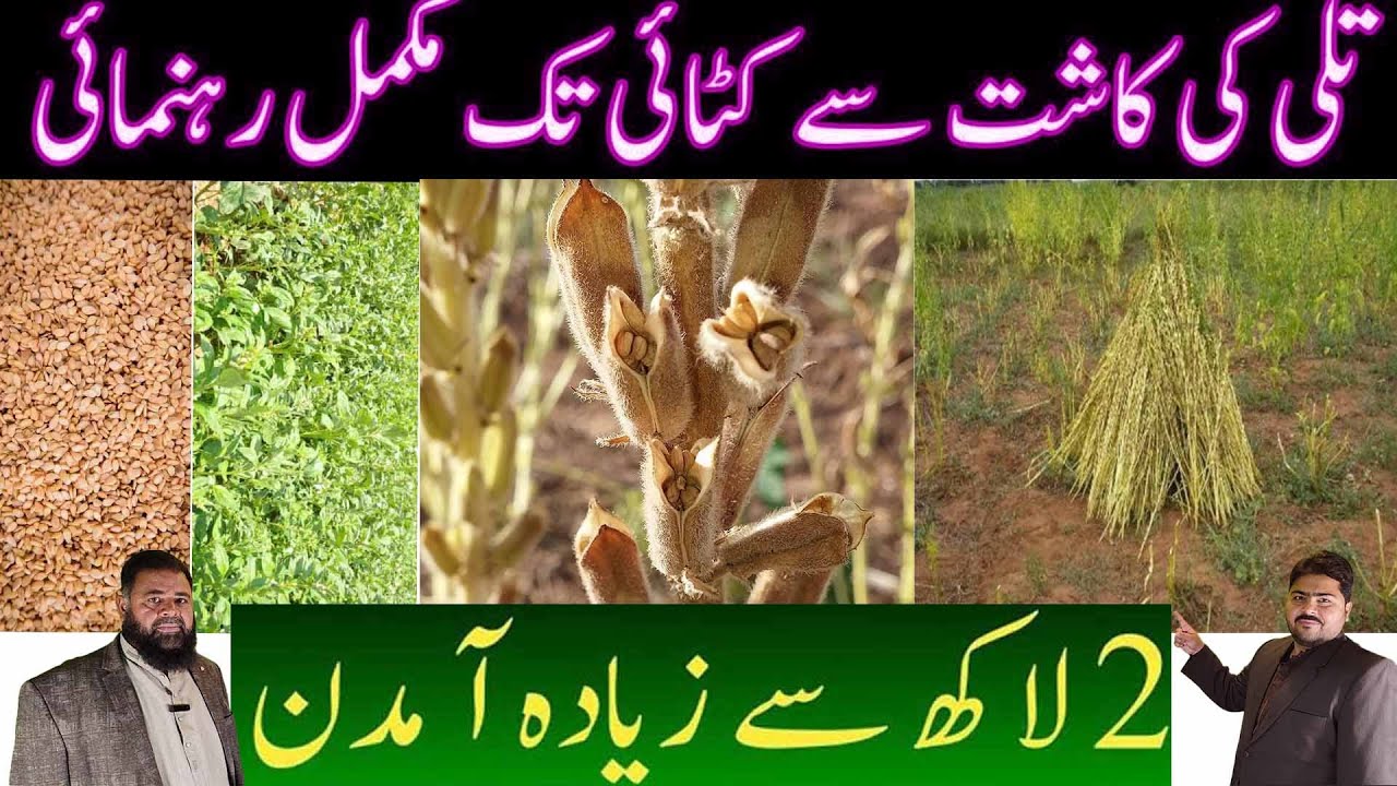 Tilli ki kasht | Production Of Sesame Crop | AL SYED FARMS |تل اور تلی کی کاشت  | تلی کی کاشت