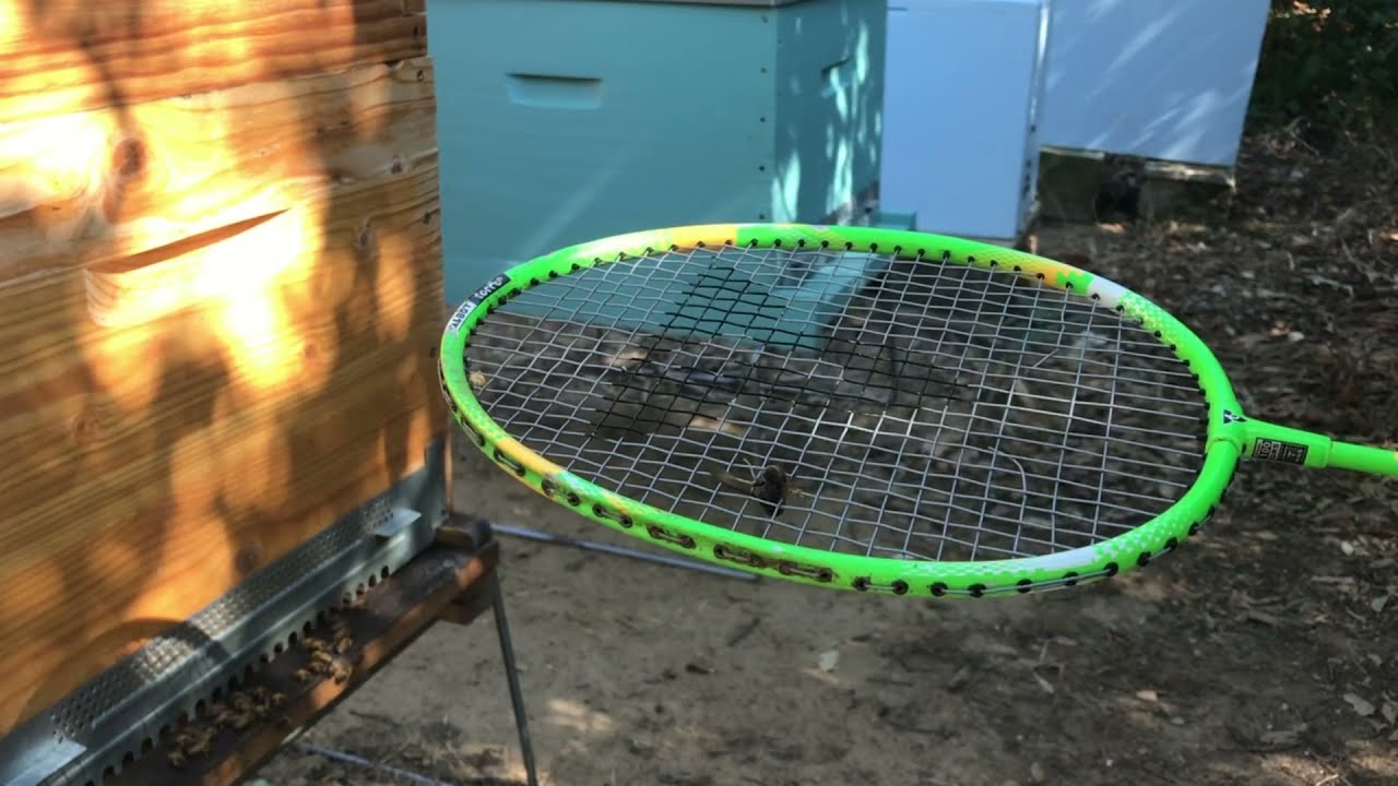 Débuter en apiculture : Chasser le frelon asiatique autour des ruches