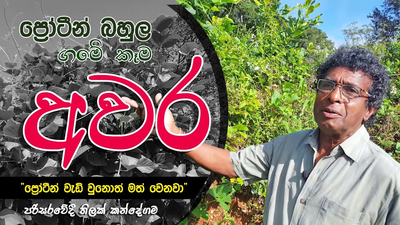 ප්‍රෝටීන් බහුල ගමේ කෑම  