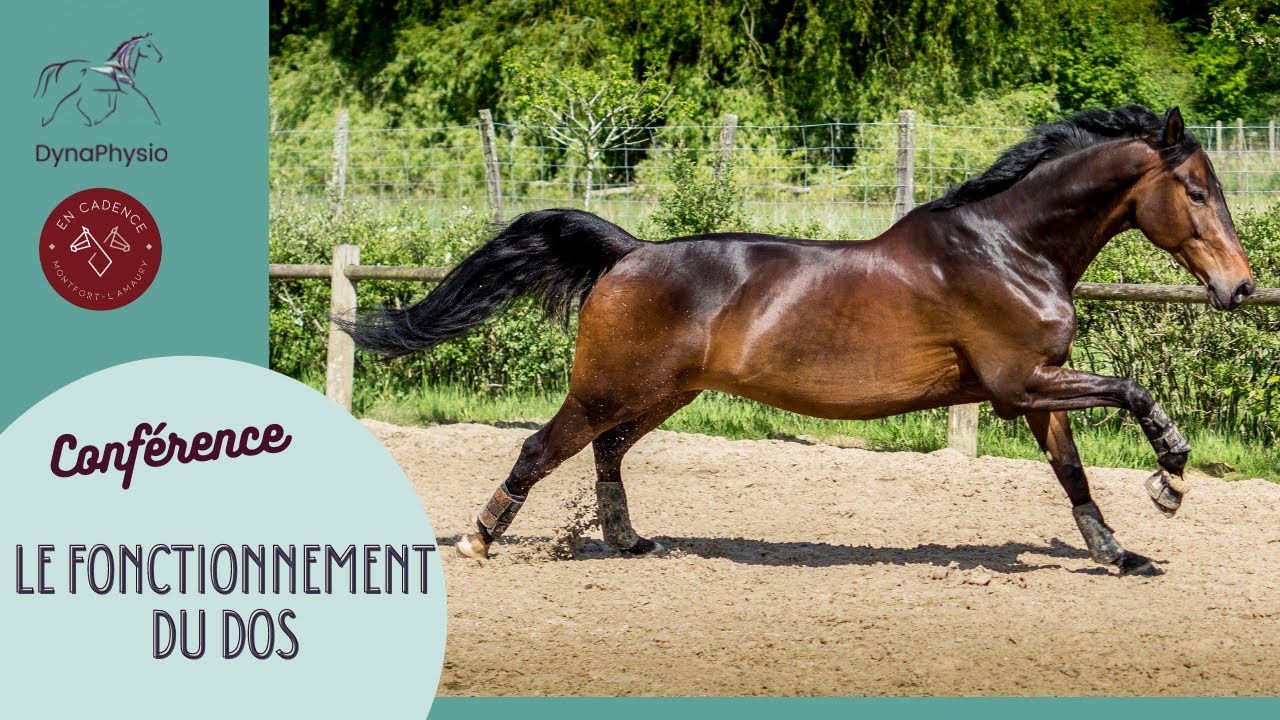 Biom&eacute;canique du cheval : Le fonctionnement du dos chez le cheval