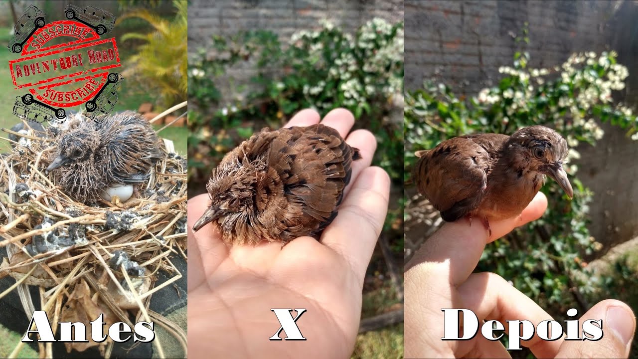 Como Cuidar De Um Filhote De Passarinho Recém-Nascido Passo a Passo