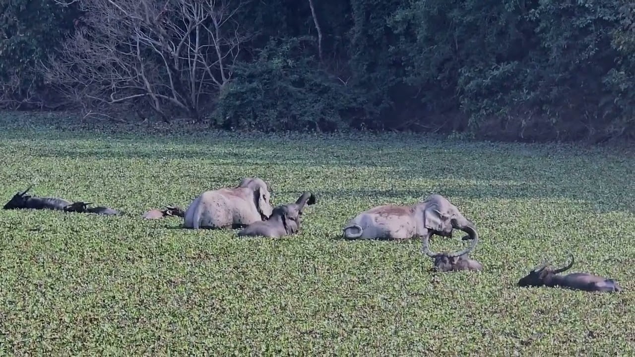 JUNGLE SAFARI AT KAZIRANGA. ASSAM