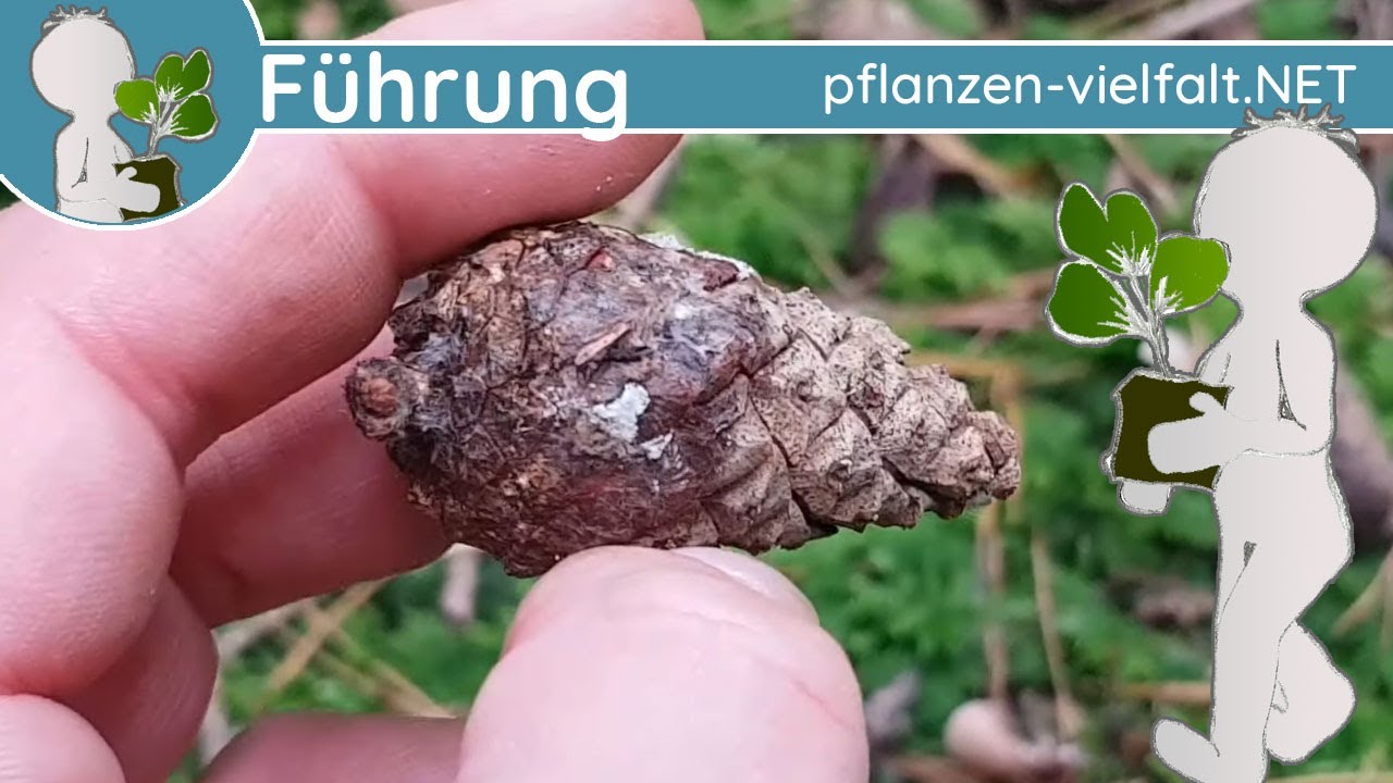 KW 44 - 🌲🌲🌲 Unsere Nadelbäume - Teil 3/3 - (Waldkiefer/Föhre und Eibe) - Erkennen/Unterscheiden