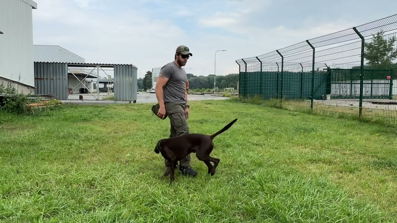 Hundetraining: Spiel als Belohnung