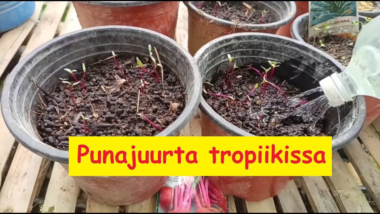 Filippiineillä paljon uusia istutuksia ja kohopenkkiä