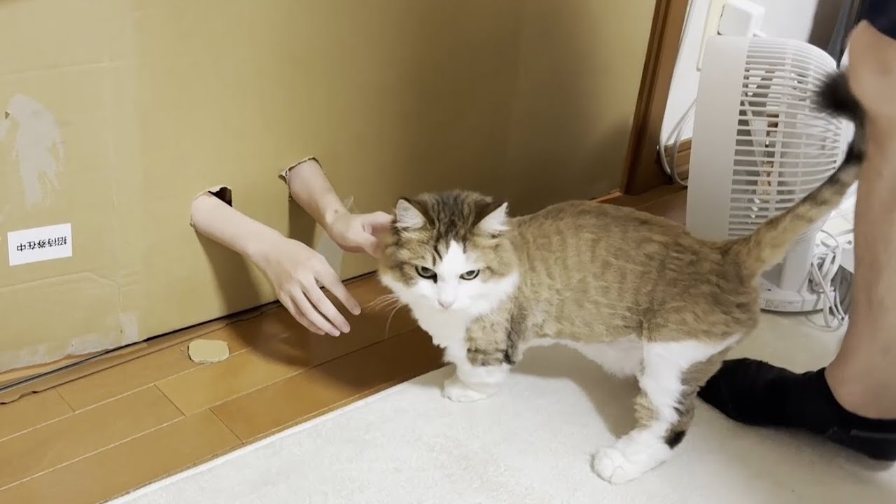 壁の向こうの猫は誰でしょう？クイズで笑かしてくれる息子