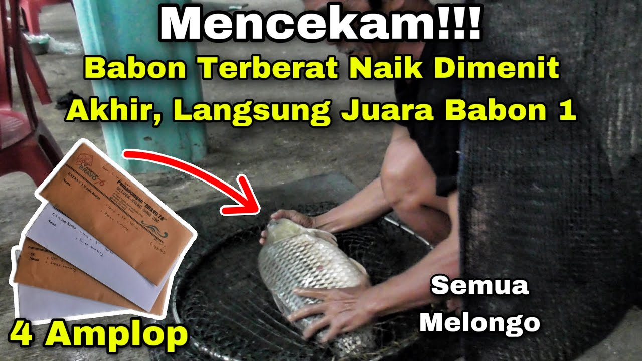 Menit Akhir Berdarah Babon Terbesar Naik Dimenit Akhir Bikin Semua Melongo |  Galapung Ikan Mas