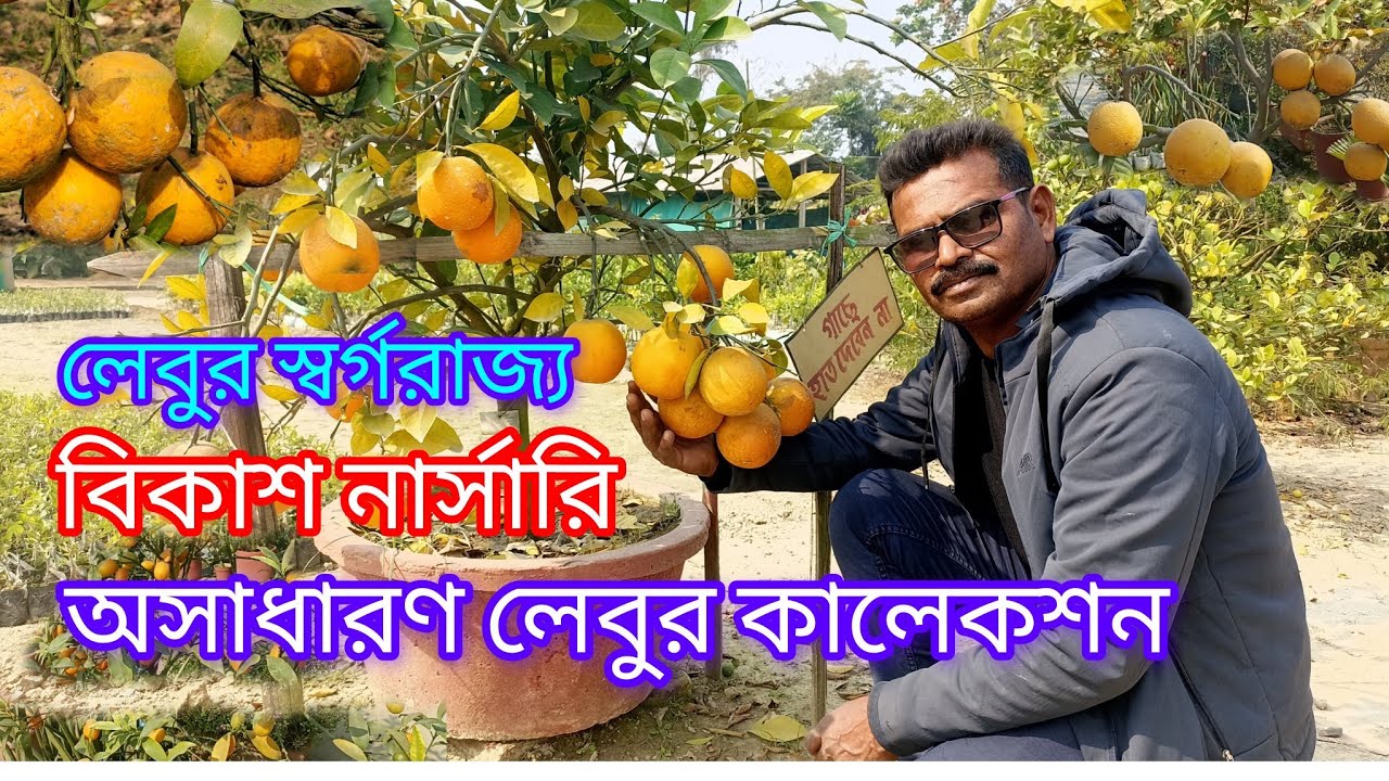   লেবুর স্বর্গরাজ্যে অসাধারণ কালেকশন। EXTRAORDINARY CITRUS COLLECTION IN BIKASH NURSERY. 