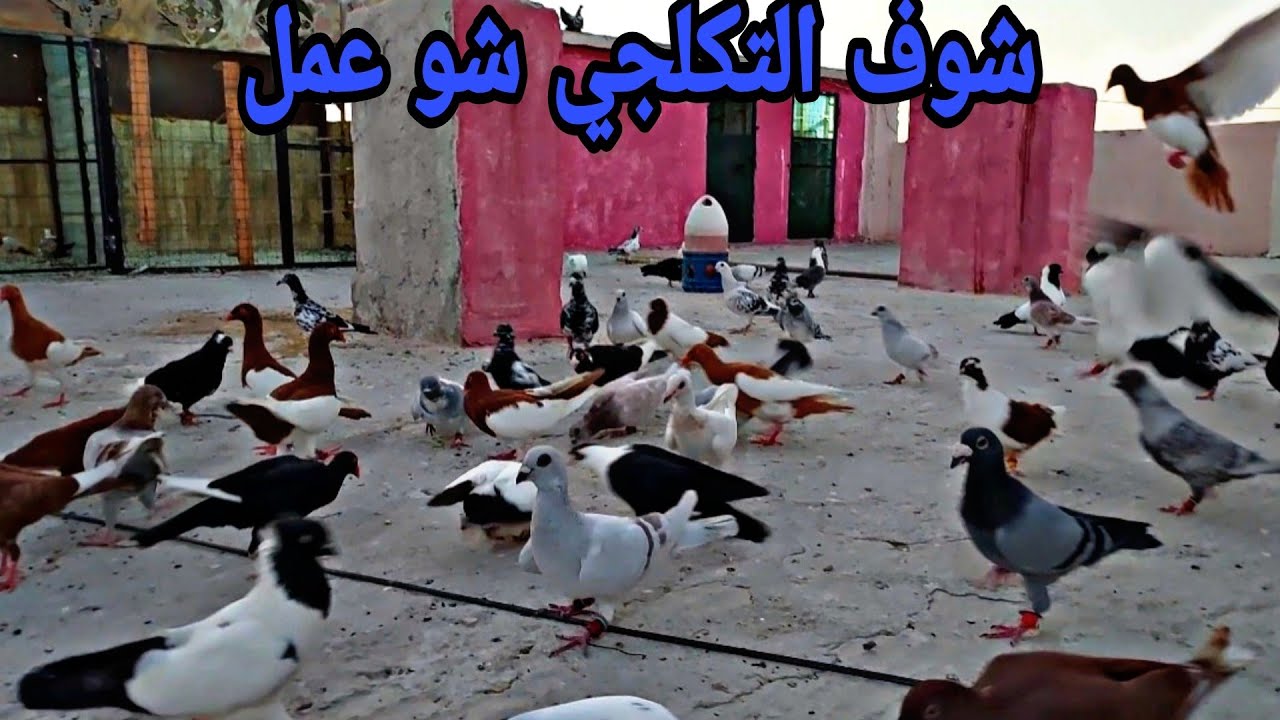باب الخشه فتح وطارت الحمام الجديدة وشوف كم طير راح