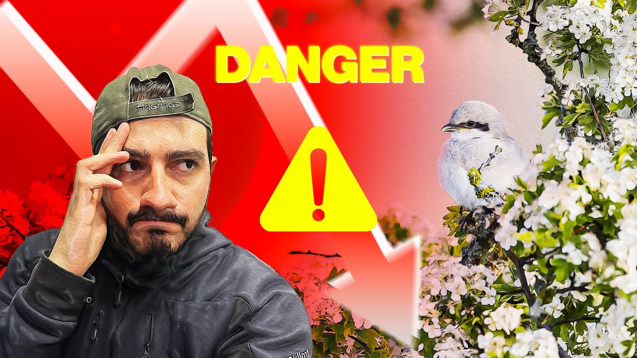 Cet oiseau est en DANGER CRITIQUE en France (reportage)