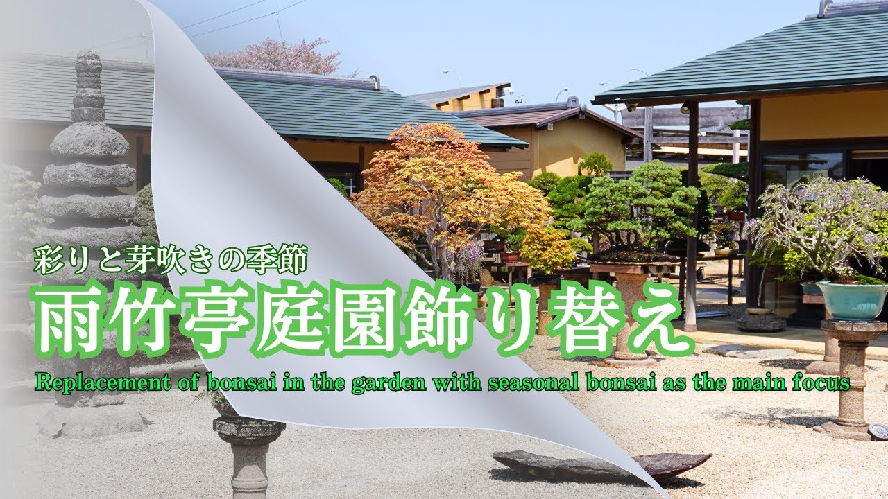 雨竹亭盆栽庭園飾り替え～命の芽吹く季節、盆栽で彩られた庭園へ～