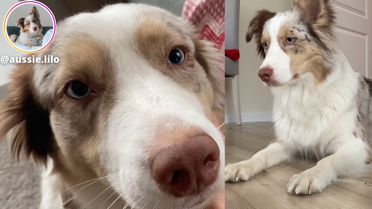 Weekend z owczarkiem australijskim - Aussie Lilo