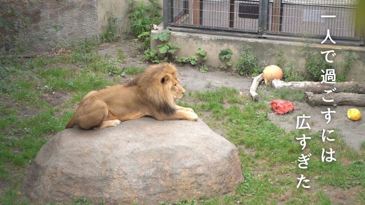 ライオンのオリト「ブルーな気分」一人で過ごすには広すぎた…旭山動物園の若きライオン物語【Young lion love story】