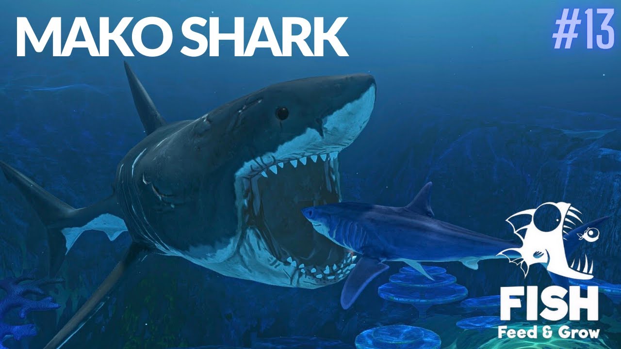 Feed And Grow Fish : Mako Shark