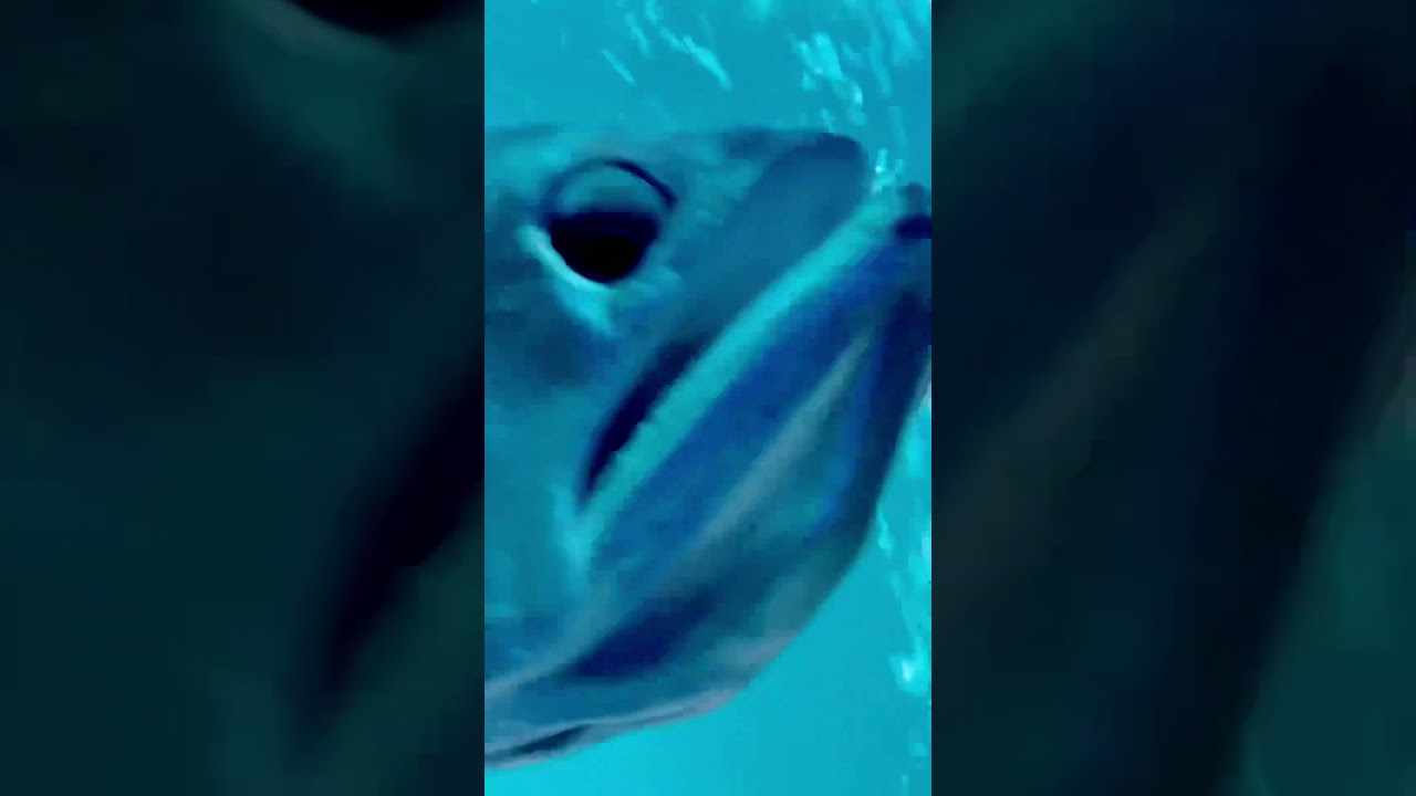 #fish #shorts #youtubeshorts #fishing #fishtunnel #fishtube #trendingshorts #snext