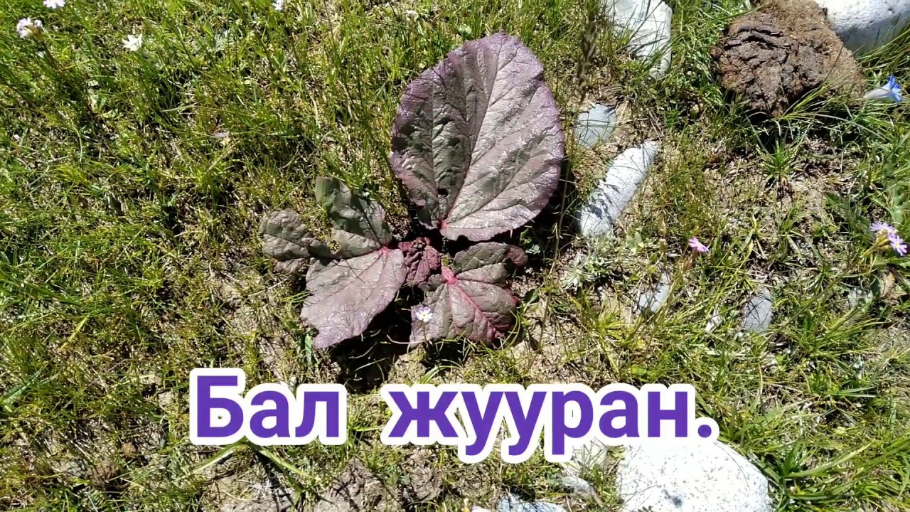 Чүкүрү, Бал жууран, Тоо пияз, Жөргөмүш тууралуу билесизби? Булар кайда өсөт?