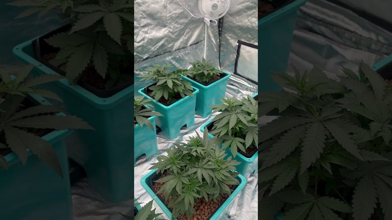 Skunk#1 and strawberry cough week 2 #growace #vivosun #grow