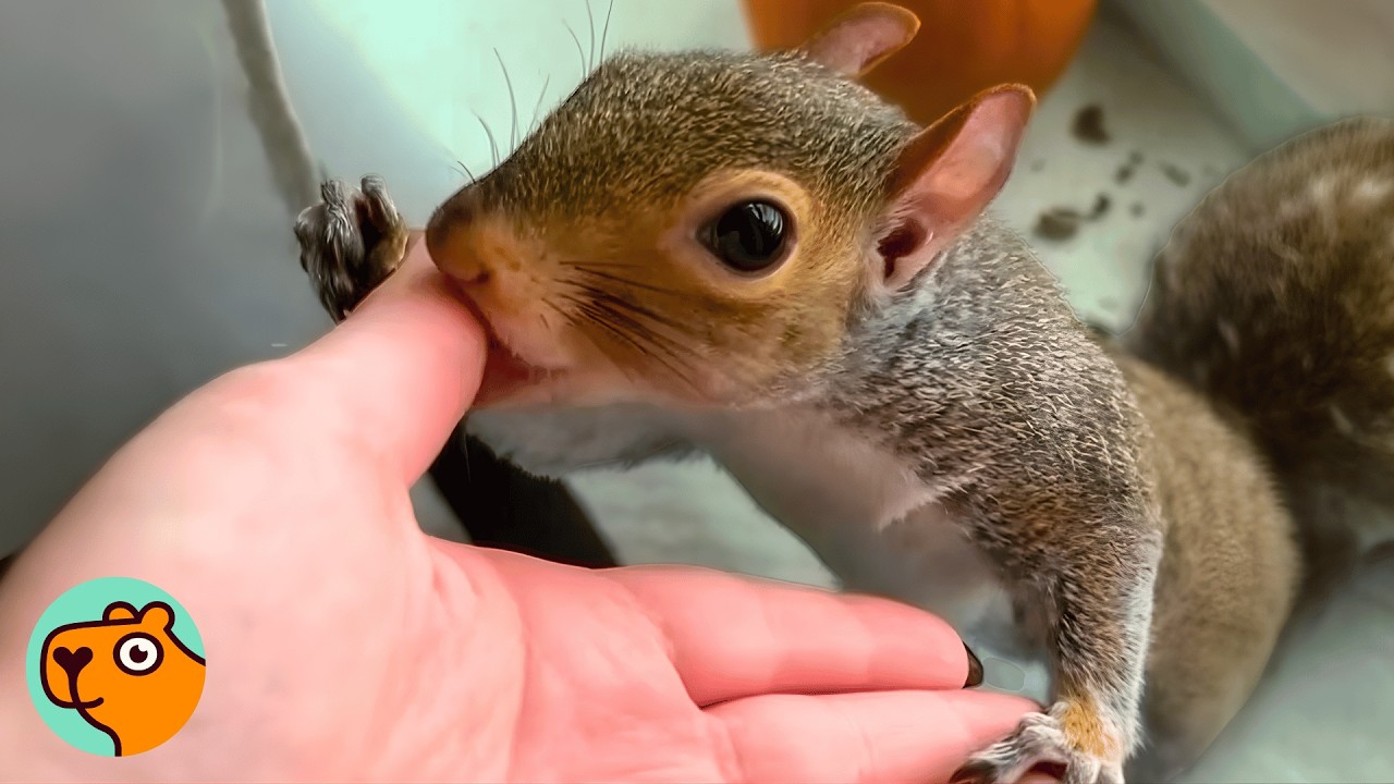 Dumped Baby Squirrel Cried For His Mom, Now He Has New One | Cuddle Buddies