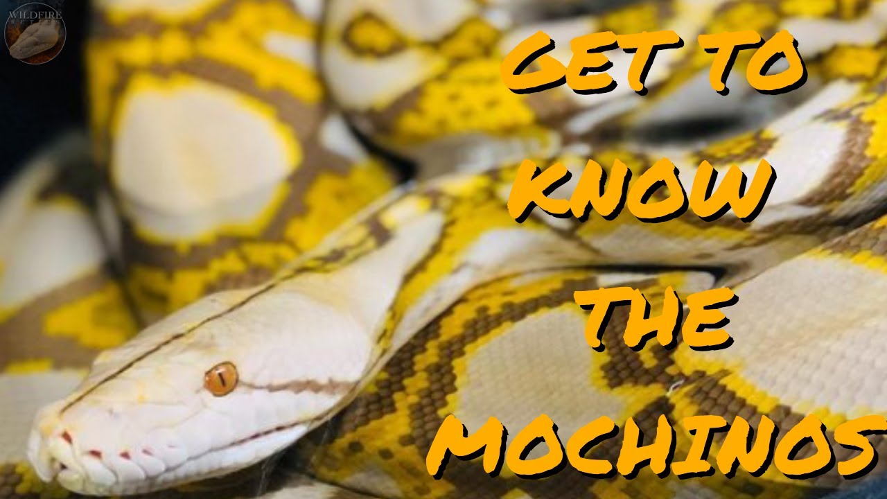What Happens When You Cross Mocha Pythons With Albinos? - Genetics Lessons with Wildfire Retics