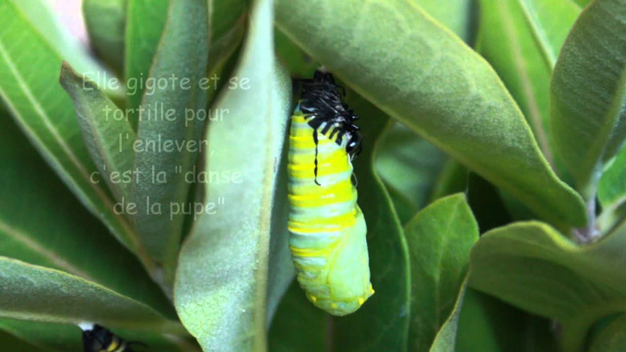 Le cycle de vie des papillons monarque
