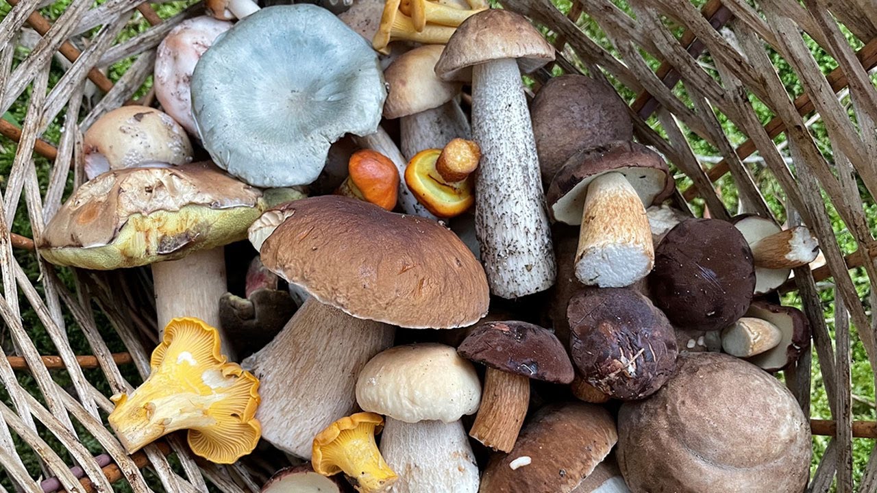 Podgrzybki i grzyby udające podgrzybki, wyczekiwany mały, żółty grzybek i dorodne prawdziwki