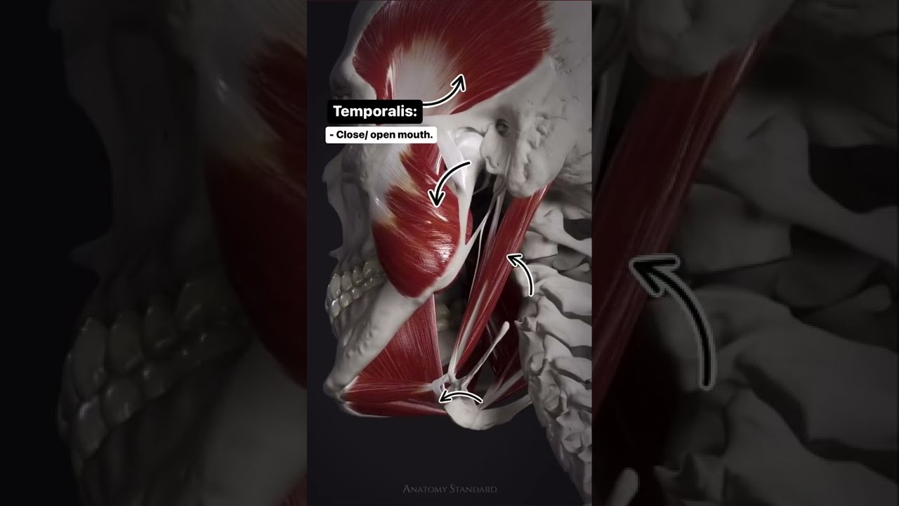 Muscles of Mastication #anatomy #humananatomy #TMJ
