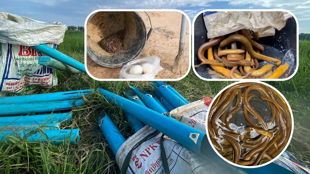 Trapping Eels, We Used Bait so Eggs, Food of Fish, and Rice_Frog