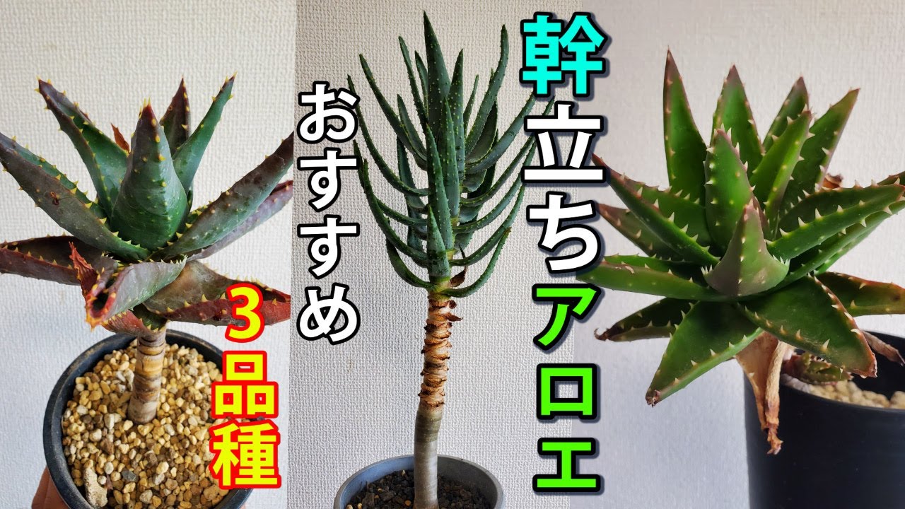【今年はコレが流行る】
