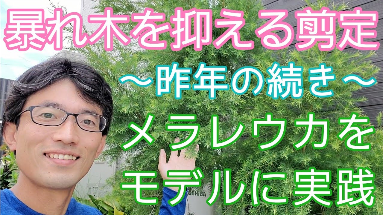 【庭木の剪定】暴れる木を落ち着かせて小さく維持するには～メラレウカ(ティーツリー)で実践解説🌳🙌