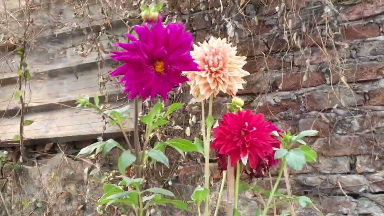 এ জীবনে কেন................। 