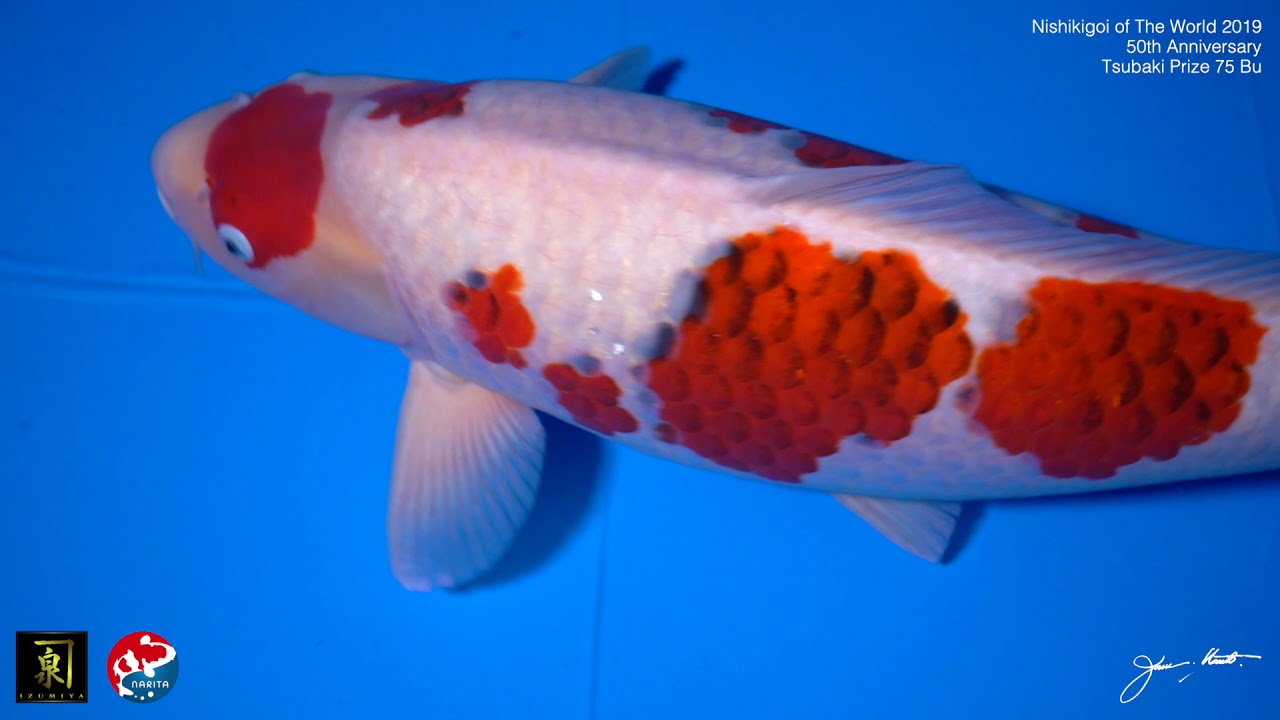 AJKS 2019 Tsubaki 75 Bu