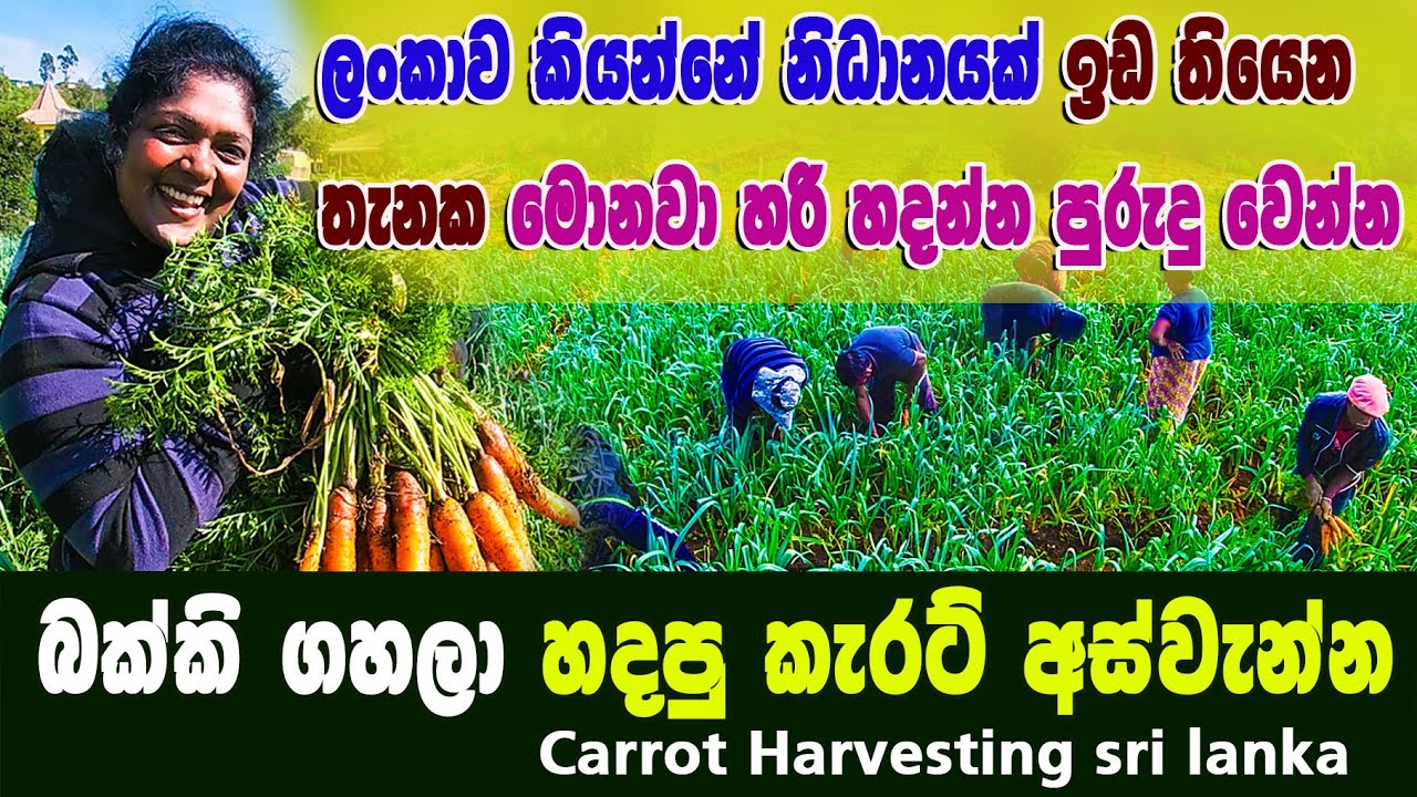 නුවරඑළියේ බක්කි ගහලා හදපු කැරට් අස්වැන්න |ලංකාව කියන්නේ නිධානයක් | nuwara eliya | Carrot Harvesting